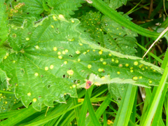 Puccinia urticata