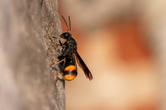 Leucospis