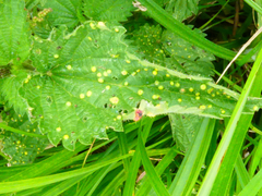 Puccinia urticata