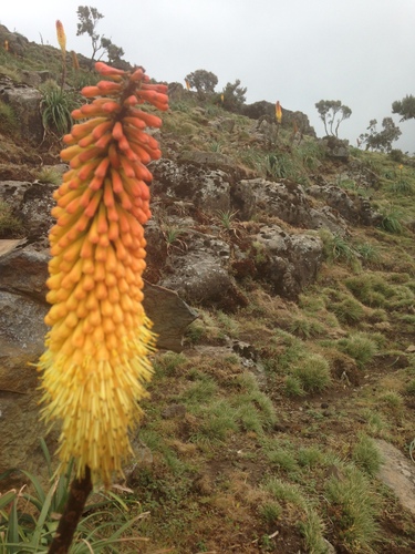 Image of Kniphofia foliosa by (c) Ty Creelan, some rights reserved (CC BY-SA)