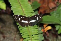 Phaedyma shepherdi