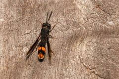 Leucospis