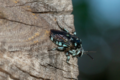 Thyreus caeruleopunctatus