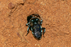 Thyreus caeruleopunctatus