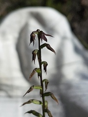 Genoplesium filiforme