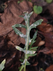 Erysiphe cruciferarum