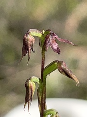 Genoplesium filiforme