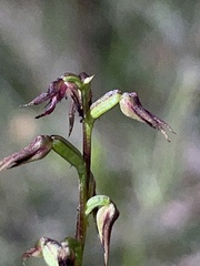 Genoplesium filiforme