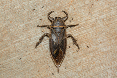 Lethocerus