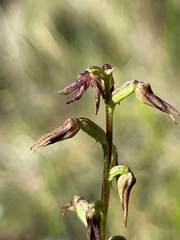 Genoplesium filiforme