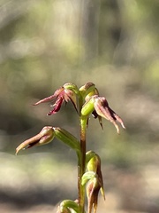 Genoplesium filiforme