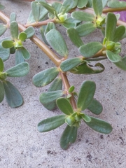 Portulaca oleracea