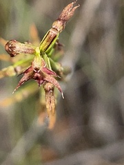 Genoplesium filiforme