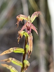 Genoplesium filiforme