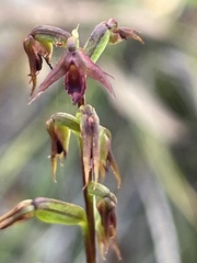 Genoplesium filiforme