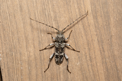 Phacodes bellus