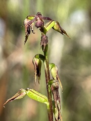 Genoplesium filiforme
