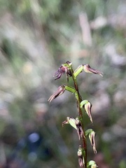 Genoplesium filiforme