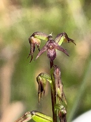 Genoplesium filiforme