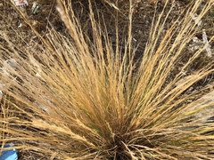 Pappostipa speciosa