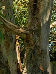 Eucalyptus leucoxylon leucoxylon