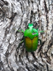 Ischiopsopha wallacei