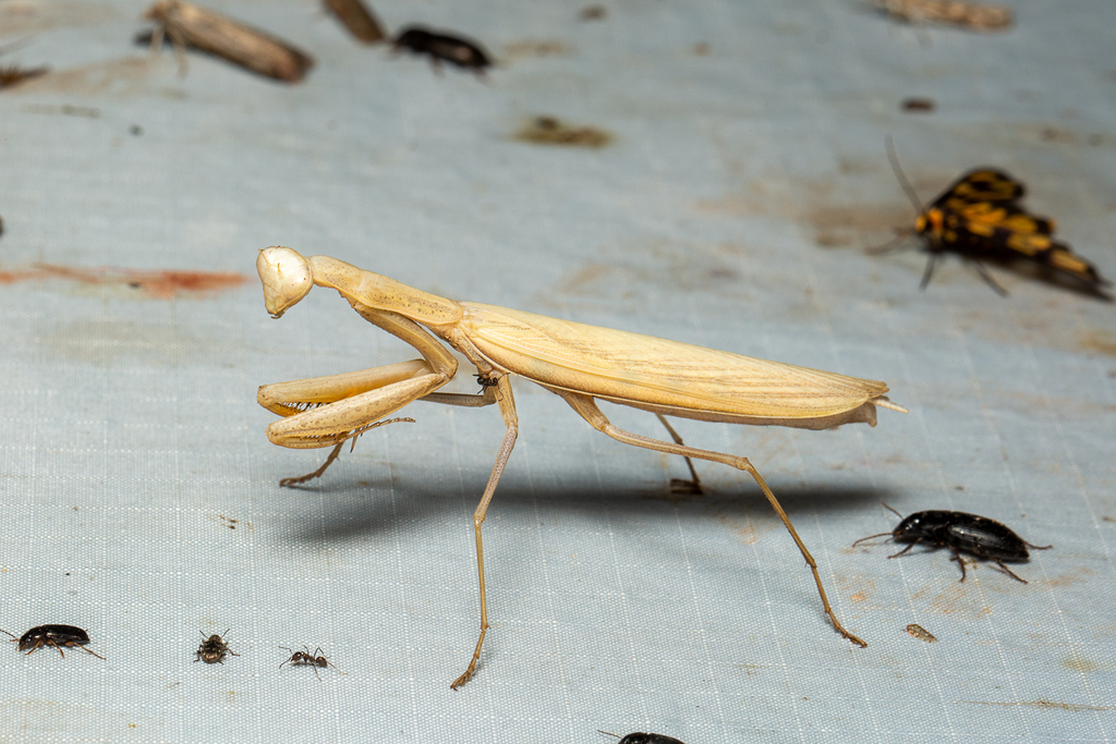Eight-spot Mantis