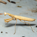 Mantis octospilota - Photo 由 dhfischer 所上傳的 (c) dhfischer，保留部份權利CC BY-NC