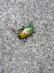 Ischiopsopha wallacei