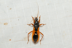 Ectomocoris truculentus