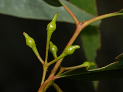 Eucalyptus leucoxylon leucoxylon