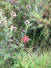 Erica cerinthoides