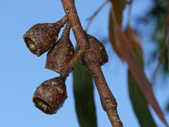Eucalyptus leucoxylon leucoxylon