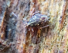 Ptenothrix beta