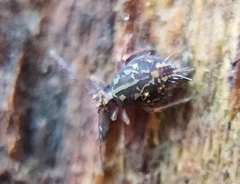 Ptenothrix beta