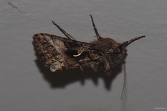 Autographa gamma