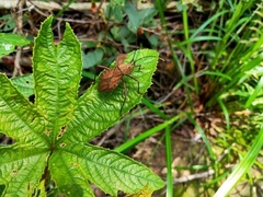 Molipteryx hardwickii