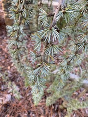 Cedrus atlantica