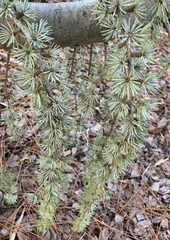Cedrus atlantica