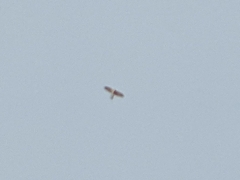 Accipiter