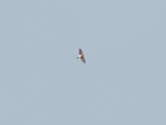 Accipiter