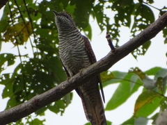 Cacomantis sonneratii