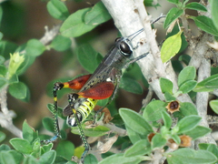 Heteracris calliptamoides