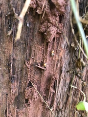 Termitoidae