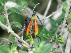 Heteracris calliptamoides