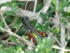 Heteracris calliptamoides