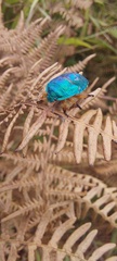Erachtheus lutulentus