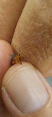 Erachtheus lutulentus