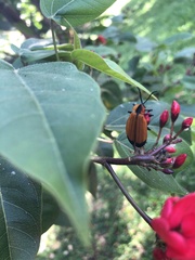 Coleoptera