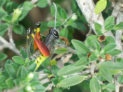 Heteracris calliptamoides